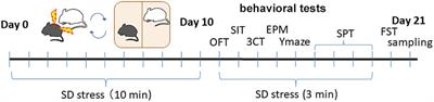 Social Stress-Induced Postsynaptic Hyporesponsiveness in Glutamatergic Synapses Is Mediated by PSD-Zip70-Rap2 Pathway and Relates to Anxiety-Like Behaviors